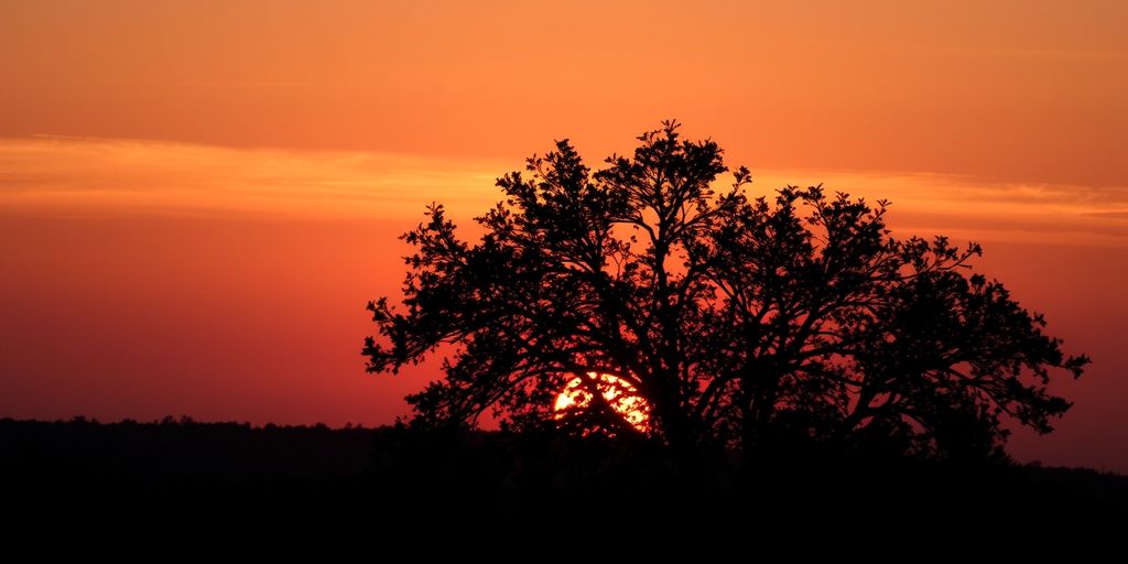 Timeless Beauty: Sunset Tree Wall Clocks